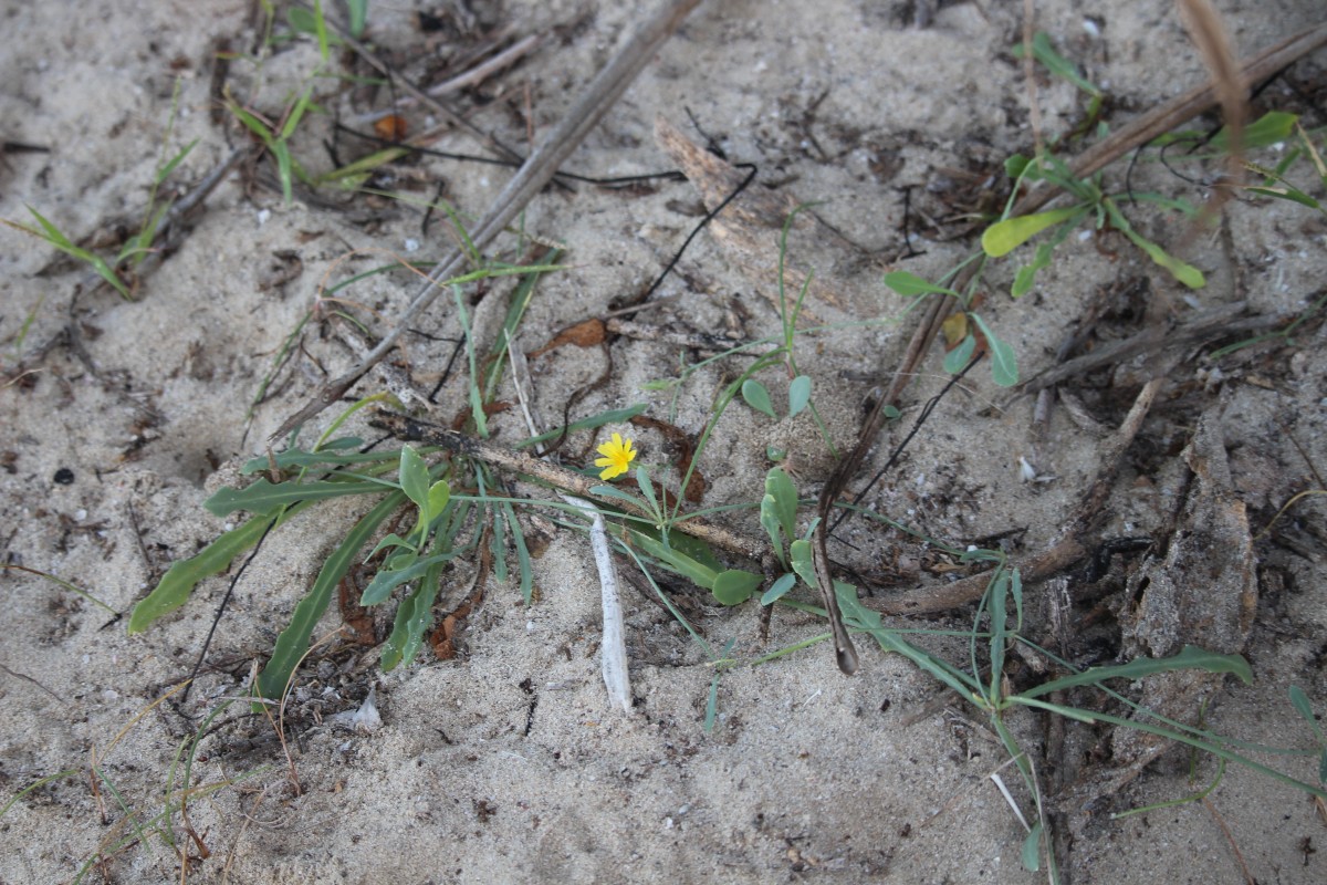 Launaea sarmentosa (Willd.) Kuntze